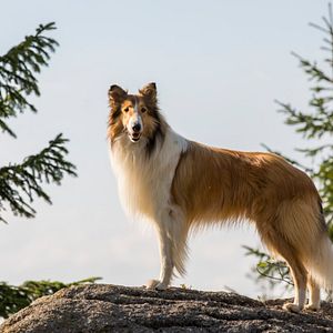 Foto Lassie Vuelve a Casa