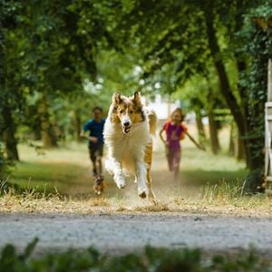 Foto Lassie Vuelve a Casa