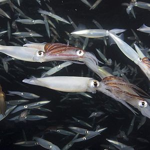 Foto Nuestro Planeta