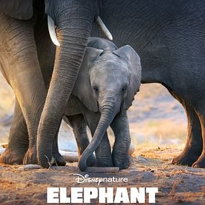 Foto Elefante