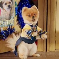 Foto Academia de cachorros