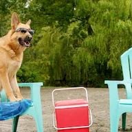 Foto Academia de cachorros