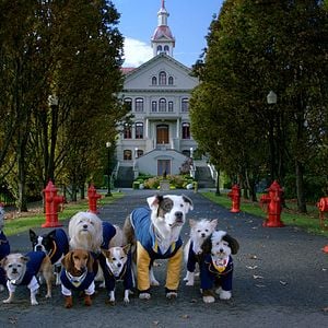 Foto Academia de cachorros