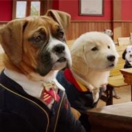 Foto Academia de cachorros