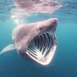 Foto Planeta absurdo