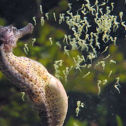 Foto Planeta absurdo