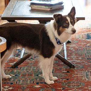 Foto Council of dads