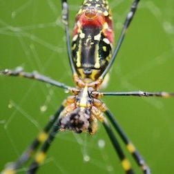 Foto 72 animales peligrosos: Asia