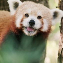 Foto 72 animales peligrosos: Asia