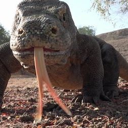 Foto 72 animales peligrosos: Asia