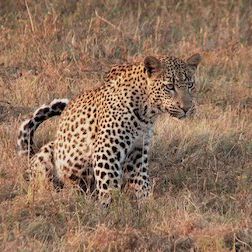 Foto 72 animales peligrosos: Asia