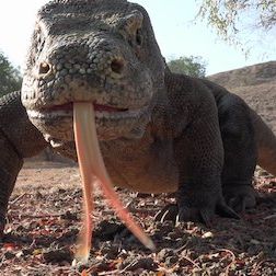 Foto 72 animales peligrosos: Asia