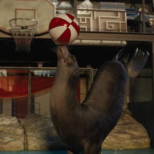 Foto El único y gran Iván