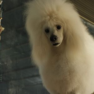 Foto El único y gran Iván