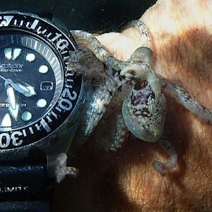 Foto Mi maestro el pulpo