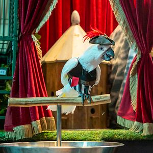 Foto Como perros y gatos 3: Patas unidas