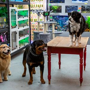 Foto Como perros y gatos 3: Patas unidas