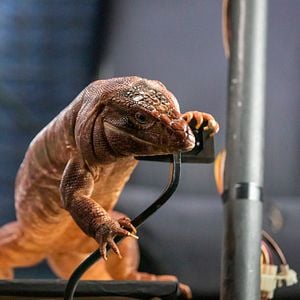 Foto Como perros y gatos 3: Patas unidas