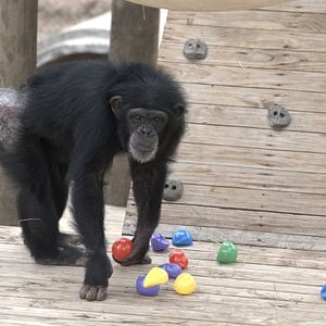 Foto Conociendo a los chimpancés