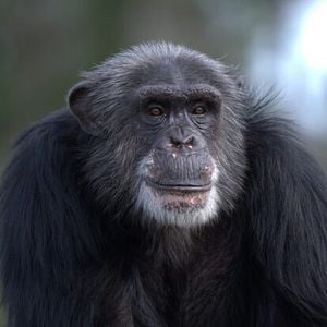 Foto Conociendo a los chimpancés