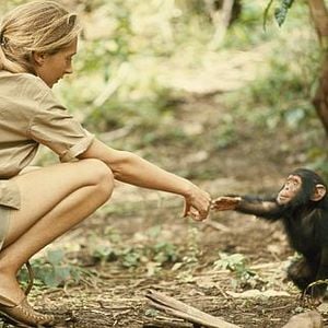 Foto Conociendo a los chimpancés