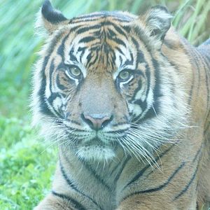 Foto Magic of Disney's Animal Kingdom