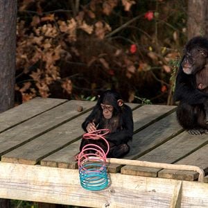 Foto Conociendo a los chimpancés