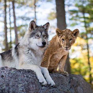 Foto The Wolf and the Lion