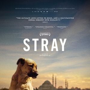 Foto Stray