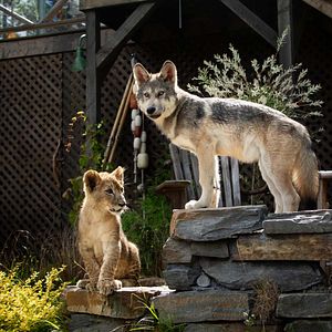 Foto The Wolf and the Lion