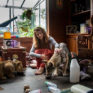 Foto The Wolf and the Lion