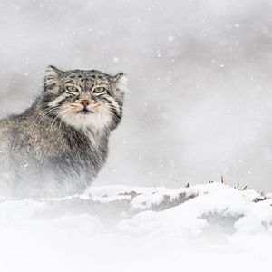 Foto El leopardo de las nieves