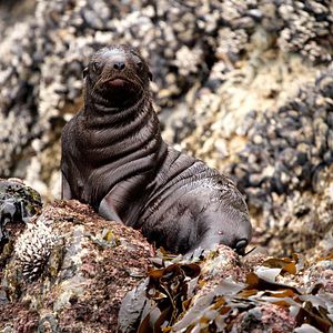 Foto Growing Up Animal