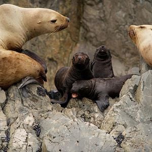 Foto Growing Up Animal