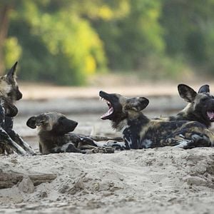 Foto Growing Up Animal