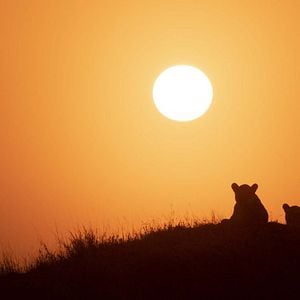 Foto Growing Up Animal