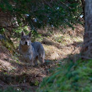 Foto You vs. Wild: Out Cold