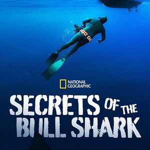 Foto Secrets of the Bull Shark