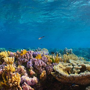Foto Globo y las maravillas del arrecife