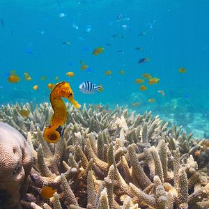 Foto Globo y las maravillas del arrecife
