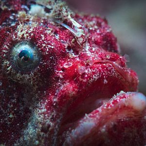 Foto Globo y las maravillas del arrecife