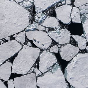 Oso Polar - Documental 2022.mx