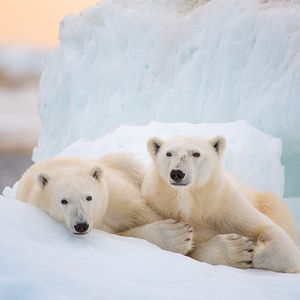 Foto Oso Polar
