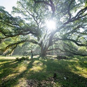 Foto La chica salvaje