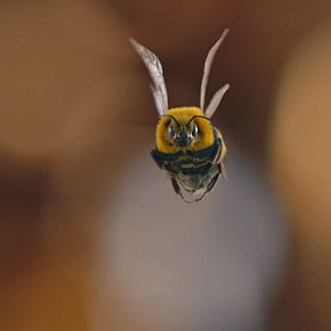Foto Hombre vs. Abeja