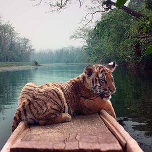 Foto El niño y el tigre
