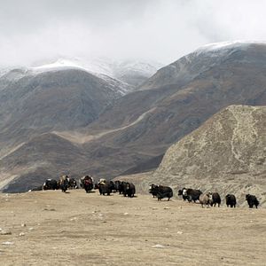 Foto El niño y el tigre