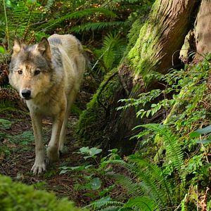 Foto La Isla de los lobos costeros