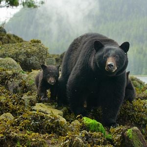 Foto La Isla de los lobos costeros
