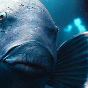 Blueback - Película 2022.mx
